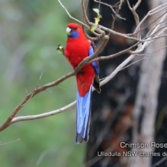 Platycercus elegans (Crimson Rosella) at Ulladulla, NSW - 2 Oct 2019 by Charles Dove