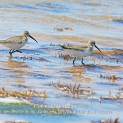 Calidris ferruginea (Curlew Sandpiper) at Culburra Beach, NSW - 2 Nov 2019 by Charles Dove