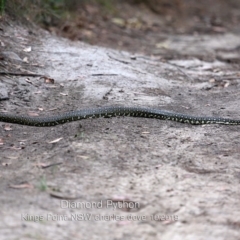 Morelia spilota spilota (Diamond Python) at Burrill Lake, NSW - 3 Nov 2019 by Charles Dove