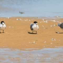Thalasseus bergii (Crested Tern) at Culburra Beach, NSW - 2 Oct 2019 by Charles Dove