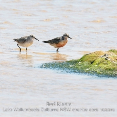 Calidris canutus (Red Knot) at Culburra Beach, NSW - 2 Oct 2019 by Charles Dove