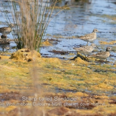 Calidris acuminata (Sharp-tailed Sandpiper) at Culburra Beach, NSW - 2 Oct 2019 by Charles Dove