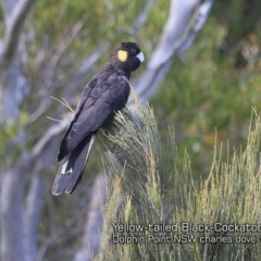 Zanda funerea (Yellow-tailed Black-Cockatoo) at Dolphin Point, NSW - 29 Sep 2019 by CharlesDove