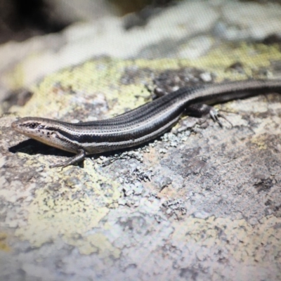 Acritoscincus duperreyi (Eastern Three-lined Skink) at Bimberi Nature Reserve - 16 Nov 2019 by BrianHerps