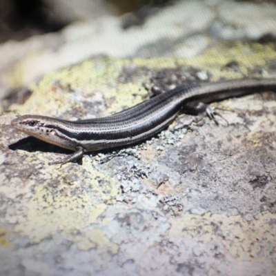 Acritoscincus duperreyi (Eastern Three-lined Skink) at Cotter River, ACT - 16 Nov 2019 by BrianLR