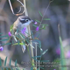 Melithreptus brevirostris (Brown-headed Honeyeater) at Ulladulla, NSW - 15 Oct 2019 by Charles Dove