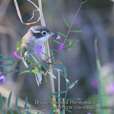 Melithreptus brevirostris (Brown-headed Honeyeater) at Ulladulla, NSW - 16 Oct 2019 by CharlesDove