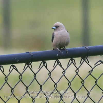 Artamus cyanopterus (Dusky Woodswallow) at Ulladulla, NSW - 16 Oct 2019 by CharlesDove