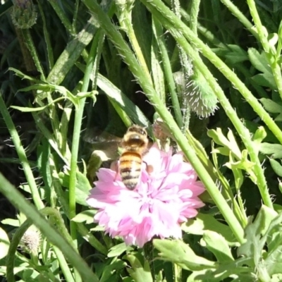 Apis mellifera (European honey bee) at National Arboretum Forests - 10 Nov 2019 by JanetRussell