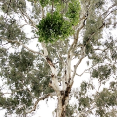 Callocephalon fimbriatum at Hughes, ACT - 16 Nov 2019