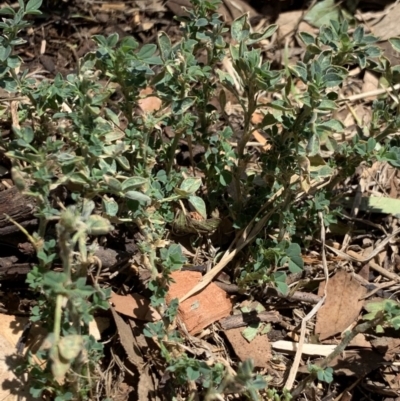 Trifolium sp. (Clover) at Weston, ACT - 16 Nov 2019 by AliceH