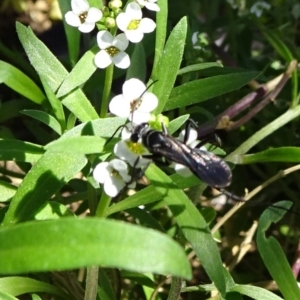 Pompilidae (family) at Molonglo Valley, ACT - 10 Nov 2019 01:43 PM