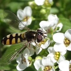 Melangyna viridiceps (Hover fly) at National Arboretum Forests - 10 Nov 2019 by JanetRussell