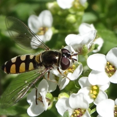 Melangyna viridiceps (Hover fly) at Molonglo Valley, ACT - 10 Nov 2019 by JanetRussell