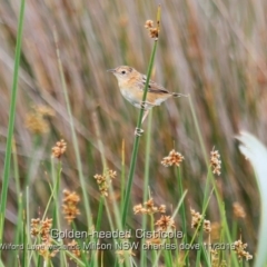 Cisticola exilis (Golden-headed Cisticola) at Milton, NSW - 31 Oct 2019 by Charles Dove