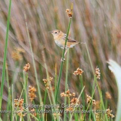 Cisticola exilis (Golden-headed Cisticola) at Milton, NSW - 31 Oct 2019 by Charles Dove