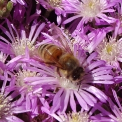 Apis mellifera (European honey bee) at Molonglo Valley, ACT - 10 Nov 2019 by JanetRussell