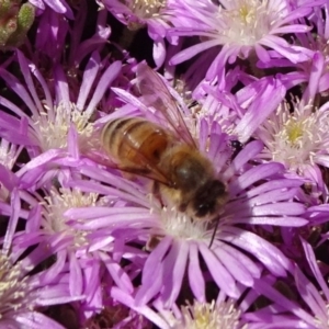 Apis mellifera at Molonglo Valley, ACT - 10 Nov 2019