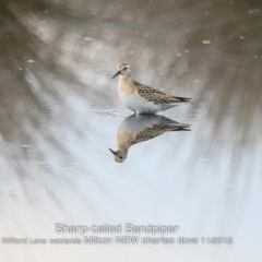 Calidris acuminata (Sharp-tailed Sandpiper) at Milton, NSW - 31 Oct 2019 by Charles Dove