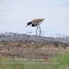 Erythrogonys cinctus (Red-kneed Dotterel) at Milton, NSW - 31 Oct 2019 by Charles Dove
