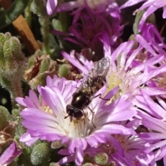 Melangyna viridiceps (Hover fly) at National Arboretum Forests - 10 Nov 2019 by JanetRussell