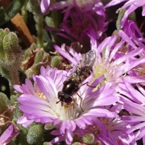 Melangyna viridiceps at Molonglo Valley, ACT - 10 Nov 2019