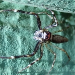 Helpis minitabunda (Threatening jumping spider) at Spence, ACT - 16 Nov 2019 by Laserchemisty