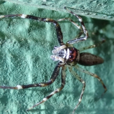 Helpis minitabunda (Threatening jumping spider) at Spence, ACT - 16 Nov 2019 by Laserchemisty