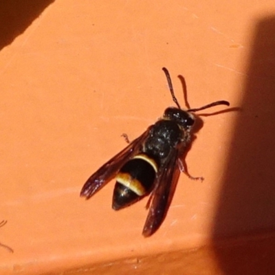 Eumeninae (subfamily) (Unidentified Potter wasp) at Molonglo Valley, ACT - 10 Nov 2019 by JanetRussell