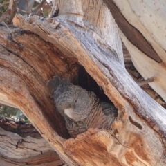 Callocephalon fimbriatum (Gang-gang Cockatoo) at GG229 - 16 Nov 2019 by JackyF