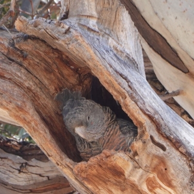 Callocephalon fimbriatum (Gang-gang Cockatoo) at Hughes, ACT - 16 Nov 2019 by JackyF