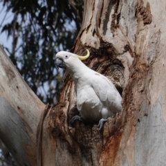 Cacatua galerita (Sulphur-crested Cockatoo) at Federal Golf Course - 16 Nov 2019 by JackyF