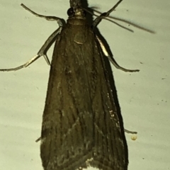 Crambidae sp. (family) (A crambid snout mouth) at Aranda, ACT - 16 Nov 2019 by Jubeyjubes