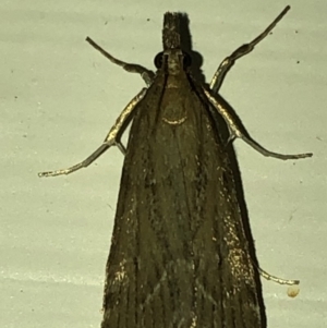 Crambidae sp. (family) at Aranda, ACT - 16 Nov 2019