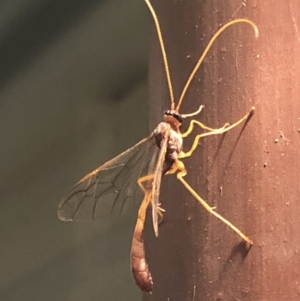 Netelia sp. (genus) at Aranda, ACT - 16 Nov 2019