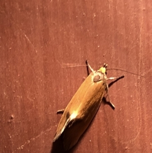 Parergophela melirrhoa at Aranda, ACT - 16 Nov 2019 08:34 PM