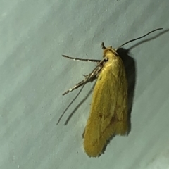 Aeolothapsa malacella at Aranda, ACT - 16 Nov 2019 08:51 PM