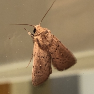 Leucania uda at Aranda, ACT - 16 Nov 2019 08:56 PM