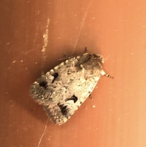 Thoracolopha verecunda at Aranda, ACT - 16 Nov 2019