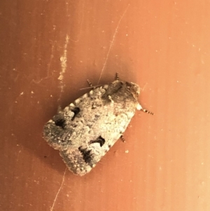 Thoracolopha verecunda at Aranda, ACT - 16 Nov 2019