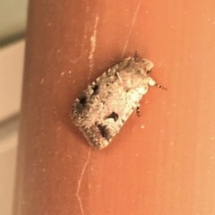 Thoracolopha verecunda at Aranda, ACT - 16 Nov 2019