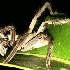 Isopeda sp. (genus) (Huntsman Spider) at Aranda, ACT - 16 Nov 2019 by Jubeyjubes