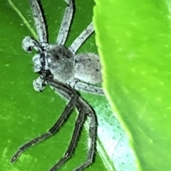 Isopeda sp. (genus) at Aranda, ACT - 16 Nov 2019 09:14 PM