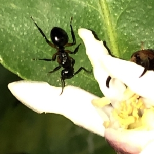 Polyrhachis sp. (genus) at Aranda, ACT - 16 Nov 2019 09:19 PM