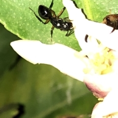 Polyrhachis sp. (genus) at Aranda, ACT - 16 Nov 2019