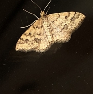 Scopula rubraria at Aranda, ACT - 16 Nov 2019