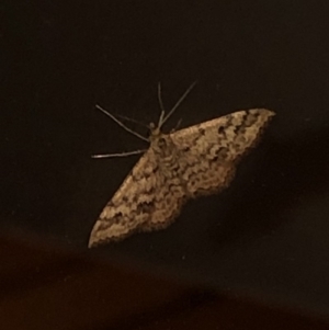 Scopula rubraria at Aranda, ACT - 16 Nov 2019 09:20 PM