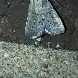 Leucania uda at Aranda, ACT - 16 Nov 2019 09:23 PM