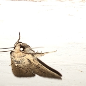 Leucania uda at Aranda, ACT - 16 Nov 2019 09:23 PM