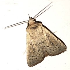 Leucania uda at Aranda, ACT - 16 Nov 2019 09:23 PM